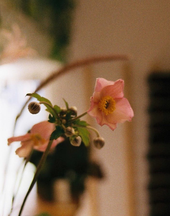 A close up of a flower with the studio in the background
